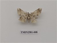 藏品(尺蛾90)的圖片